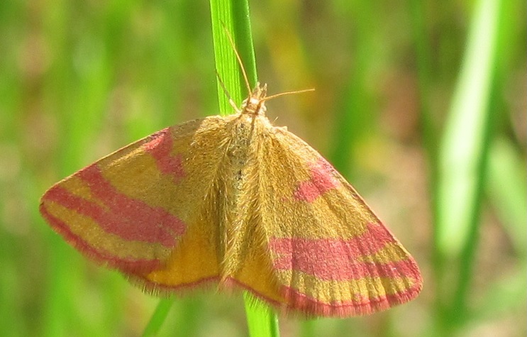 Lythria cruentaria? S